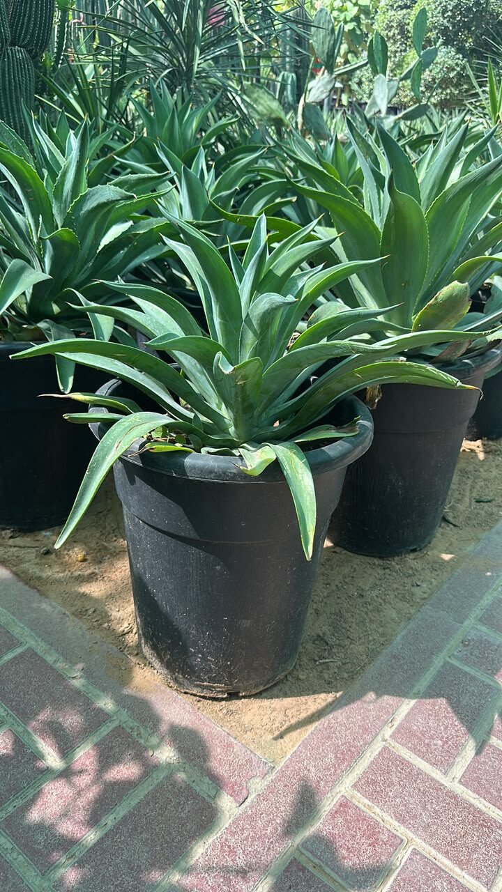 Agave dismettiana plants with blue-green rosette leaves