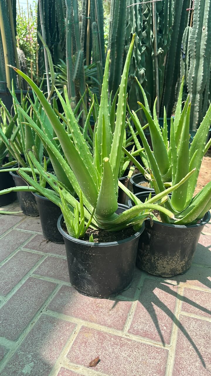 Potted Aloe Vera plants with thick green leaves