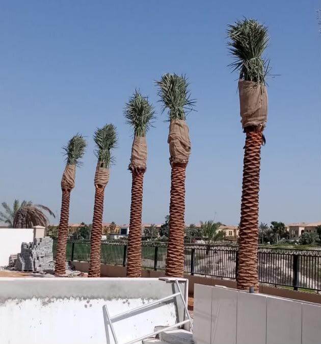 نخيل فاكهة مثمر في حديقة تنسيق بدبي