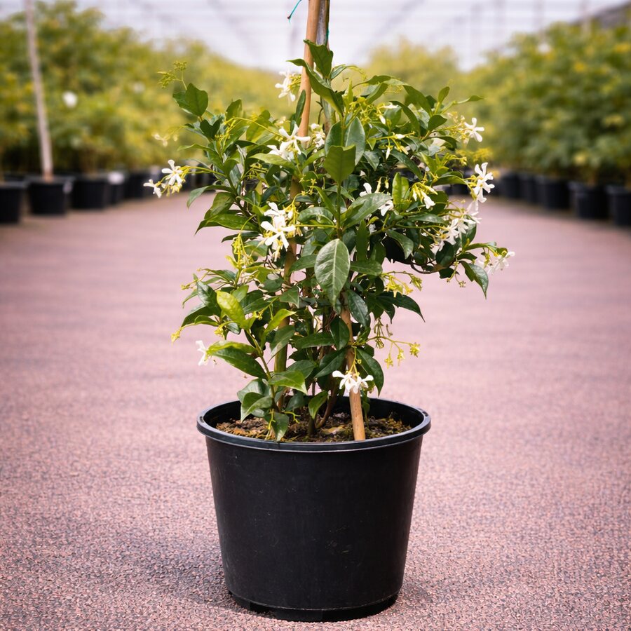 Jasmine plant with white star-shaped flowers
