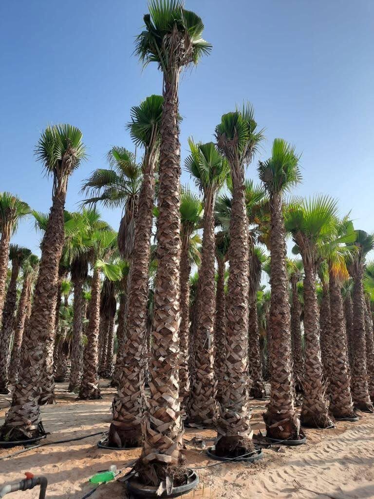 Established garden maintained by Dubai Landscape