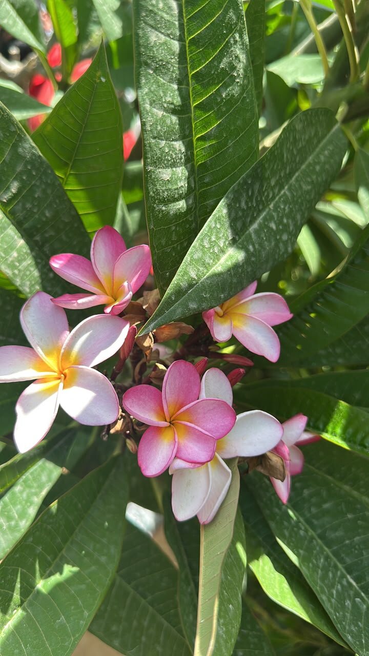 Plumeria tree with pink and white fragrant flowers