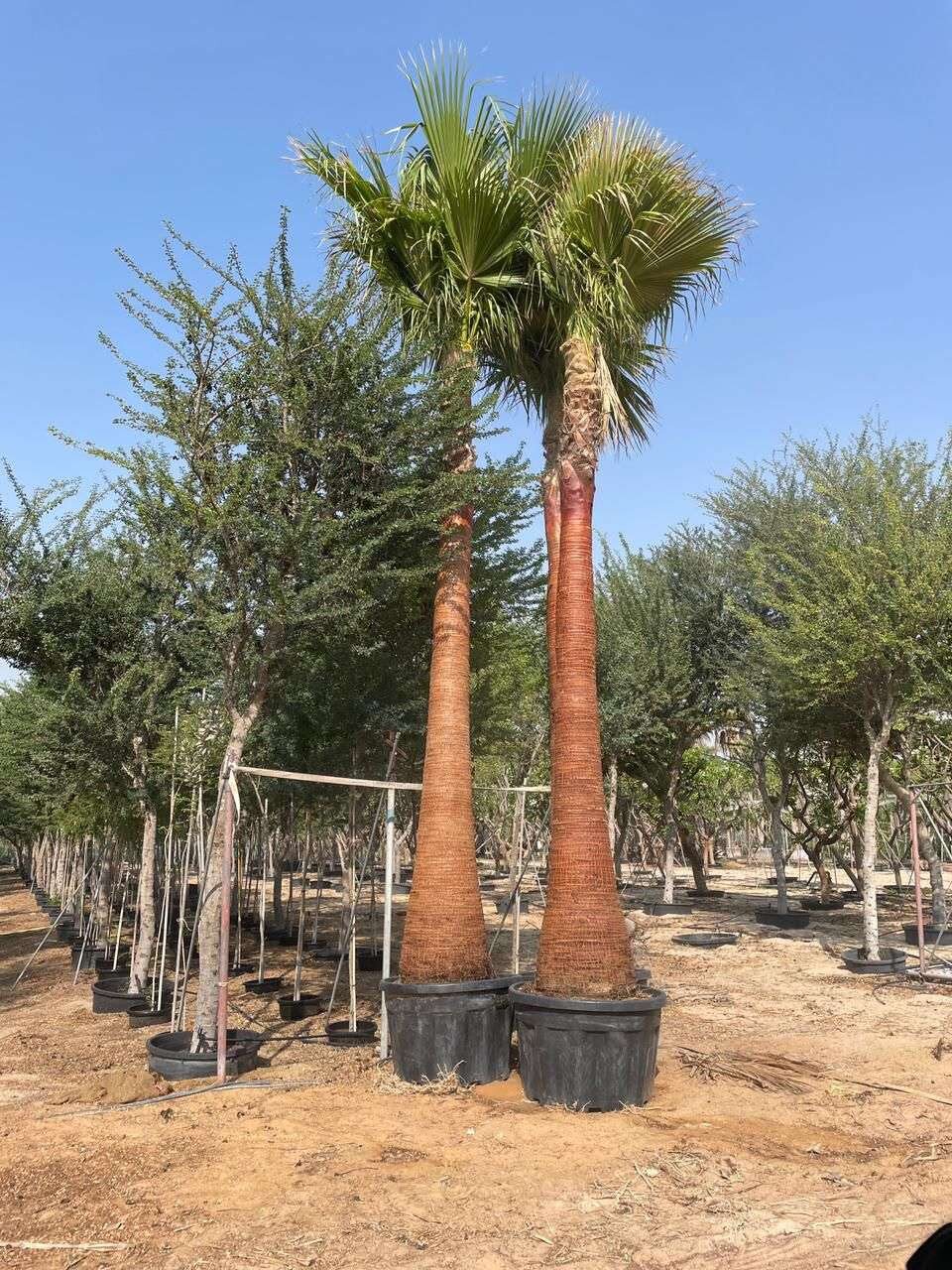نخيل واشنطونيا إسبانية لحدائق دبي